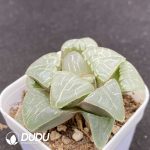 Haworthia Cubic - Image 2