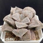 Haworthia Christmas Candle Clustering - Image 2