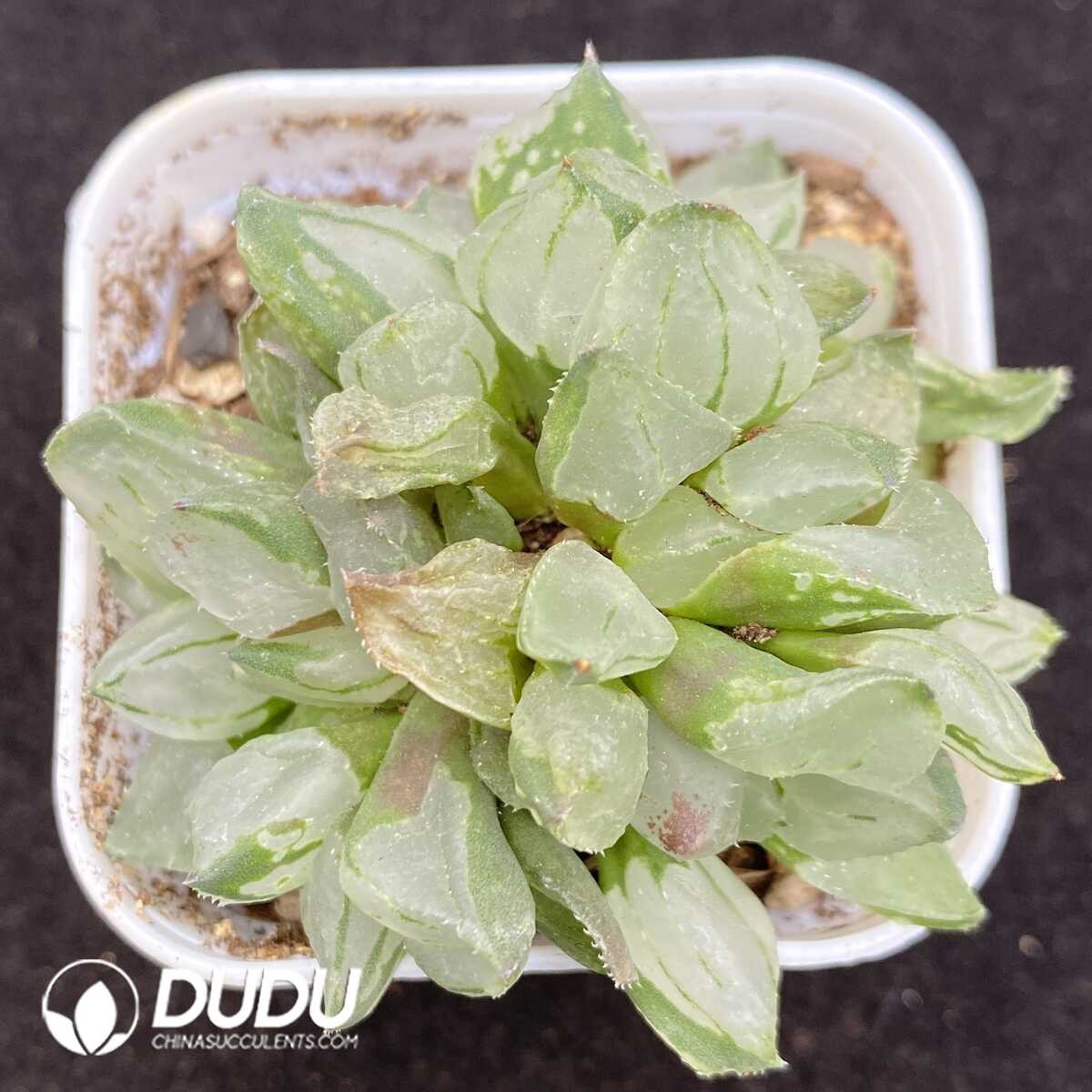 1752735536-e201.jpg Haworthia Glass Compto - Image 1