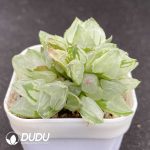 Haworthia Glass Compto - Image 2