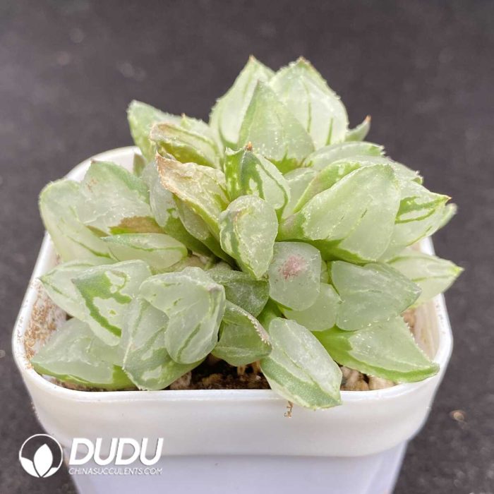 Haworthia Glass Compto - Image 2