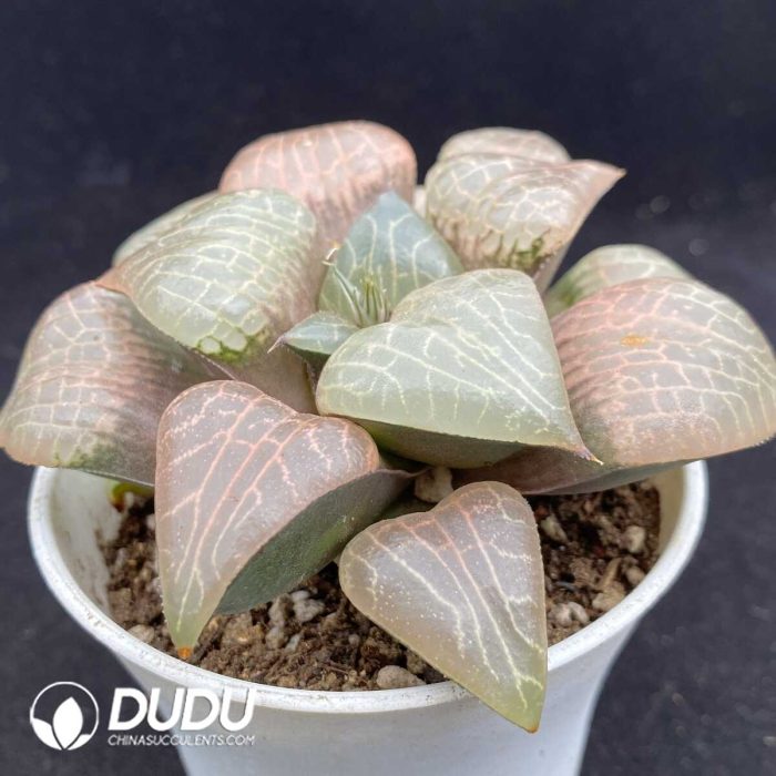 Haworthia Kuang Yue - Image 2