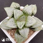 Haworthia Emerald Picta