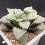 Haworthia Emerald Picta - Image 2