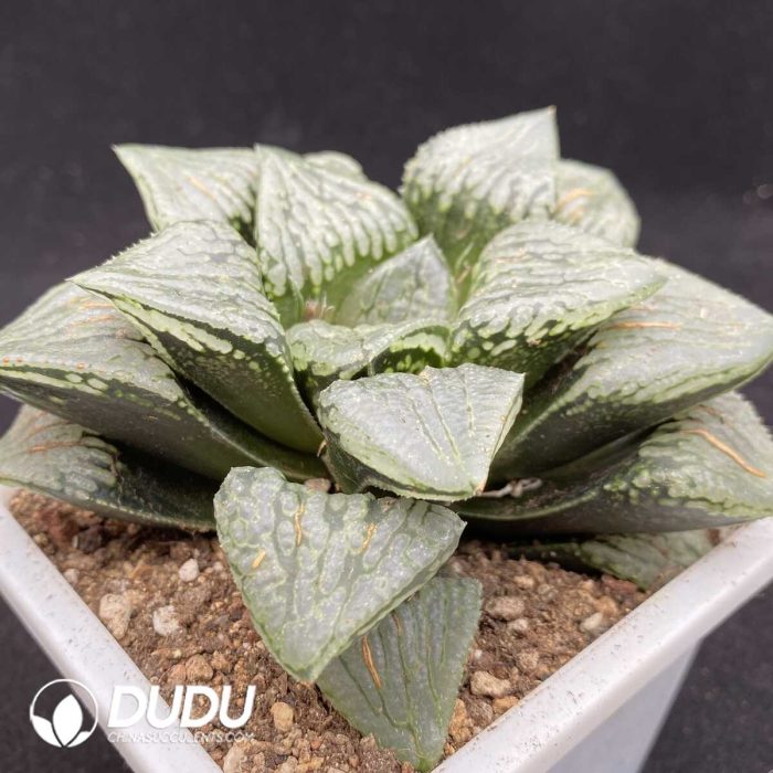 Haworthia Emerald Picta - Image 2