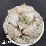Haworthia Princess