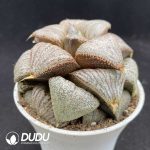Haworthia Princess - Image 2