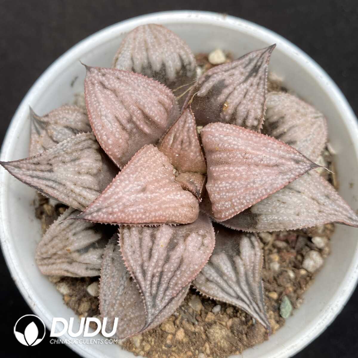 1752735633-e201.jpg Haworthia Chang Le - Image 1