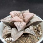 Haworthia Chang Le - Image 2