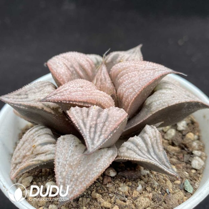 Haworthia Chang Le - Image 2