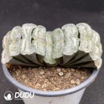 Haworthia Hua Kui - Image 2