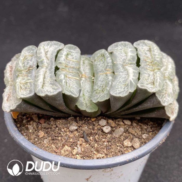 Haworthia Hua Kui - Image 2
