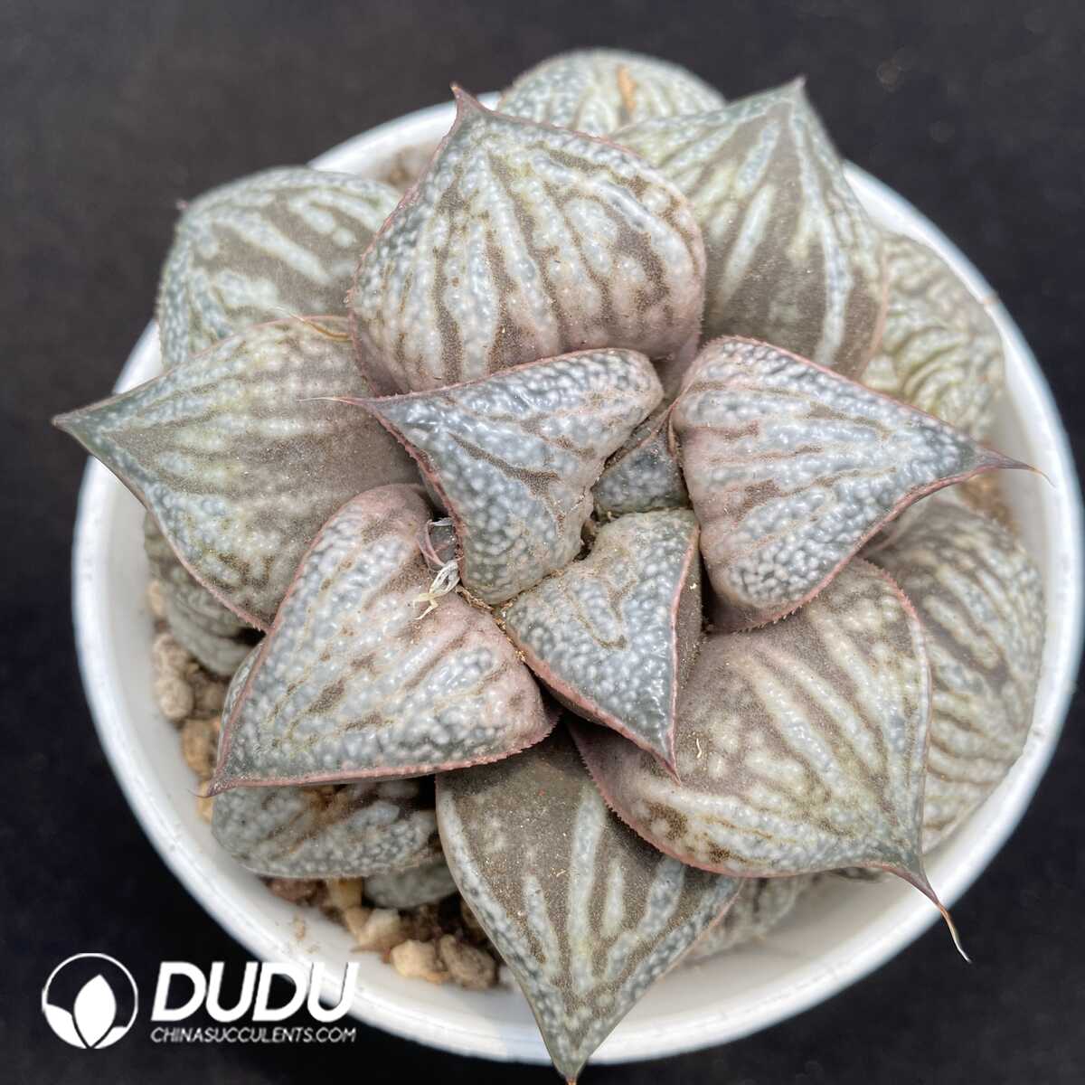 1752735654-e201.jpg Haworthia Oudaiba - Image 1