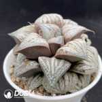 Haworthia Oudaiba - Image 2