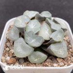 Haworthia Crystal Ke - Image 2