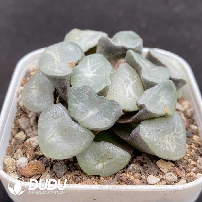 Haworthia Crystal Ke - Image 2