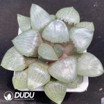 Haworthia Crystal 101