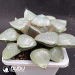 Haworthia Crystal 101 - Image 2