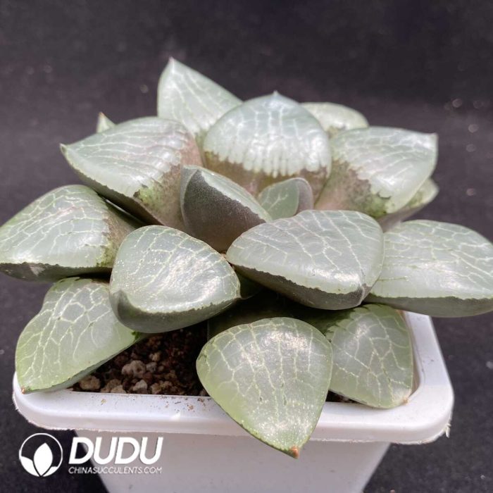 Haworthia Crystal 101 - Image 2