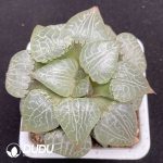 Haworthia Gold TYT