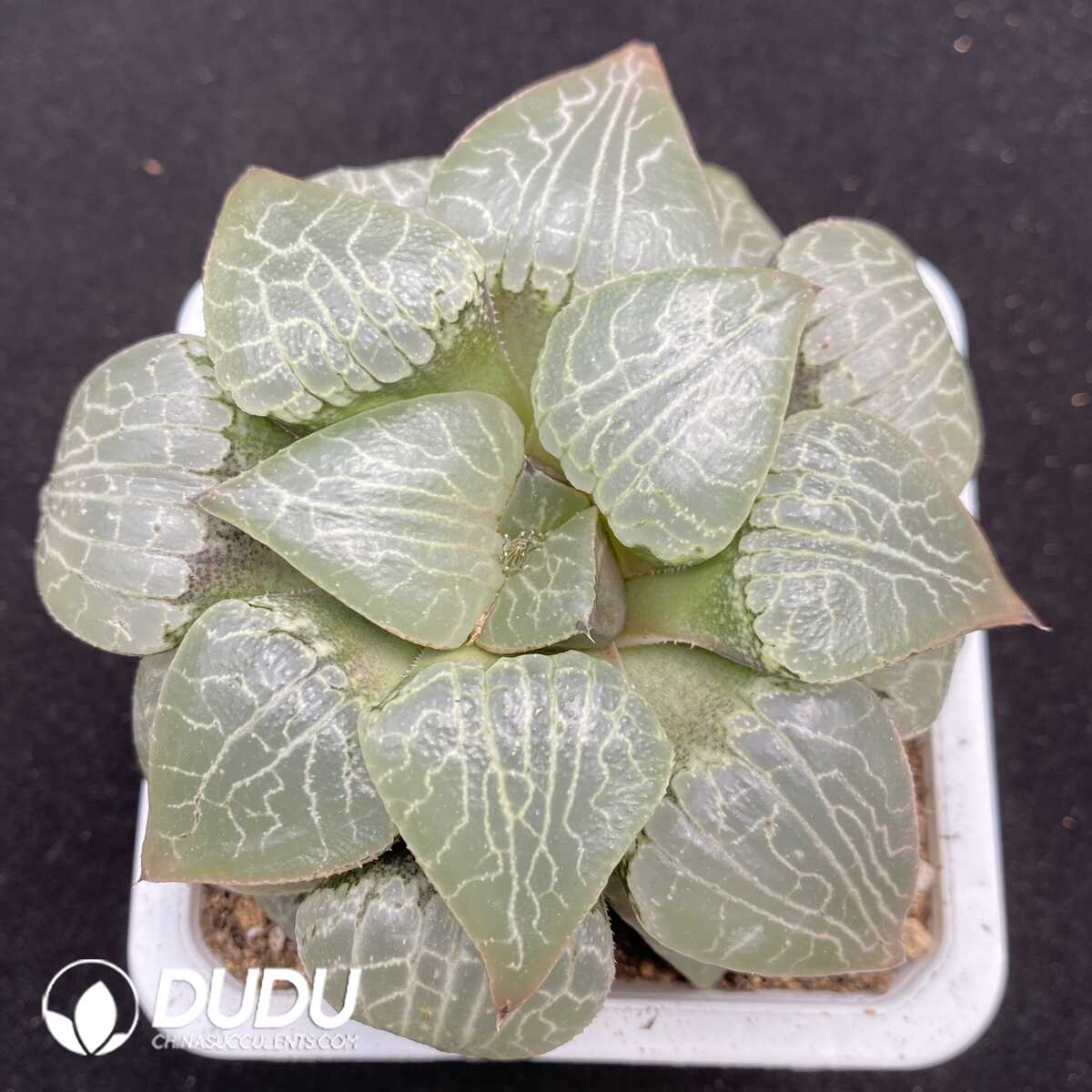 1752735688-e201.jpg Haworthia Gold TYT - Image 1