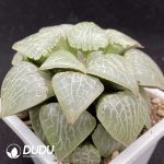 Haworthia Gold TYT - Image 2
