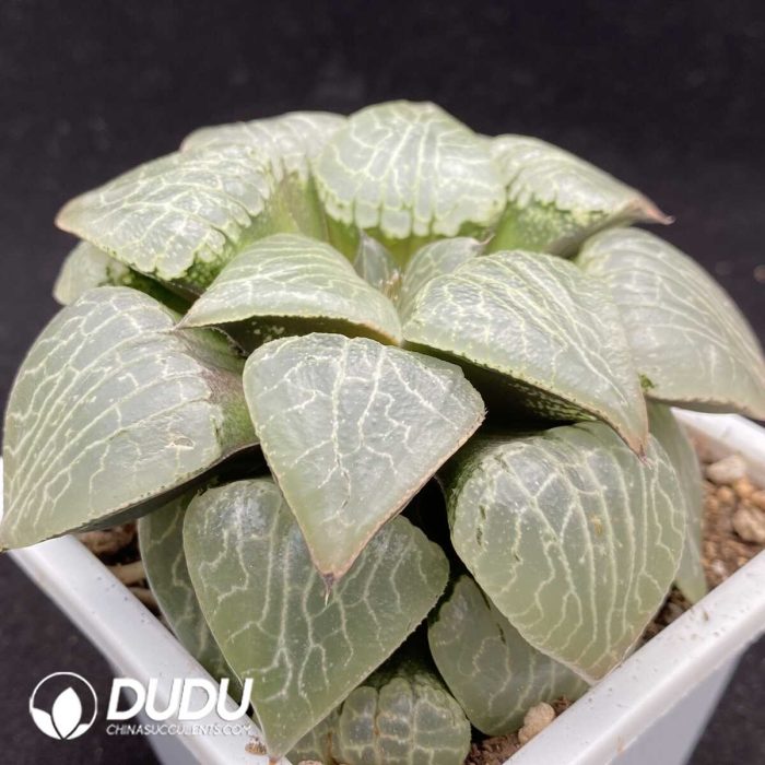 Haworthia Gold TYT - Image 2