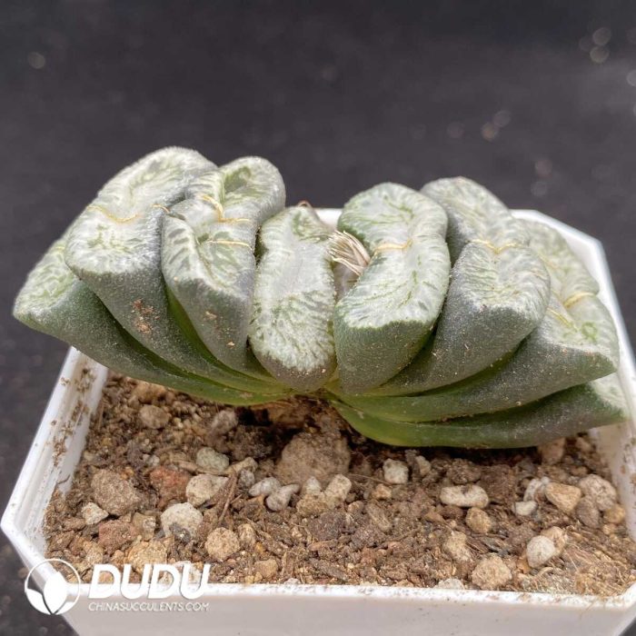 Haworthia Mrs.Butterfly - Image 2