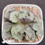Haworthia Thoughts in Kyoto