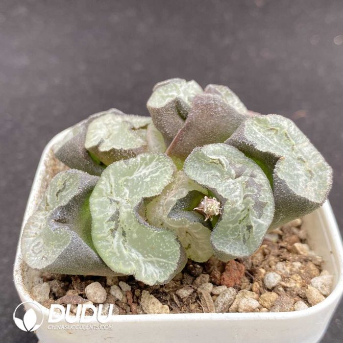 Haworthia Thoughts in Kyoto - Image 2