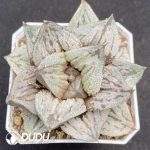 Haworthia Moon Shadow