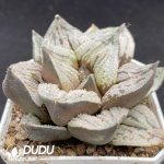 Haworthia Moon Shadow - Image 2