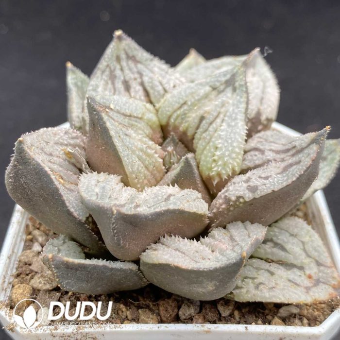 Haworthia Moon Shadow - Image 2