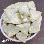 Haworthia YI SK