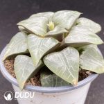 Haworthia YI SK - Image 2