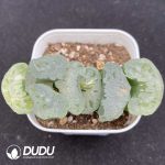 Adromischus Marianae Old Stem