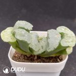 Adromischus Marianae Old Stem - Image 2