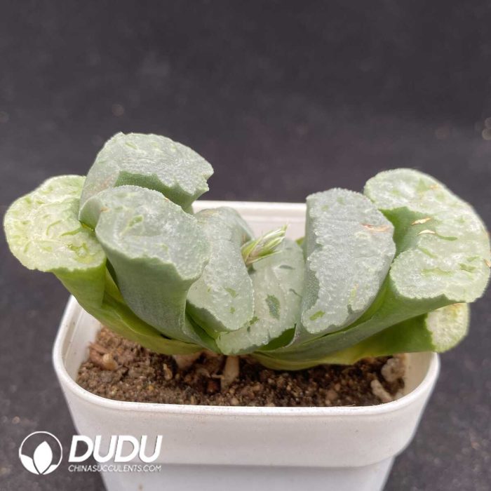 Adromischus Marianae Old Stem - Image 2