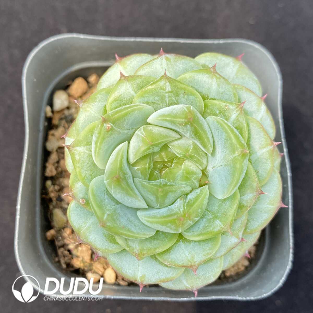 1753162439-e201.jpg Echeveria Velvet - Image 1