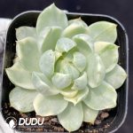 Echeveria Queen Maria