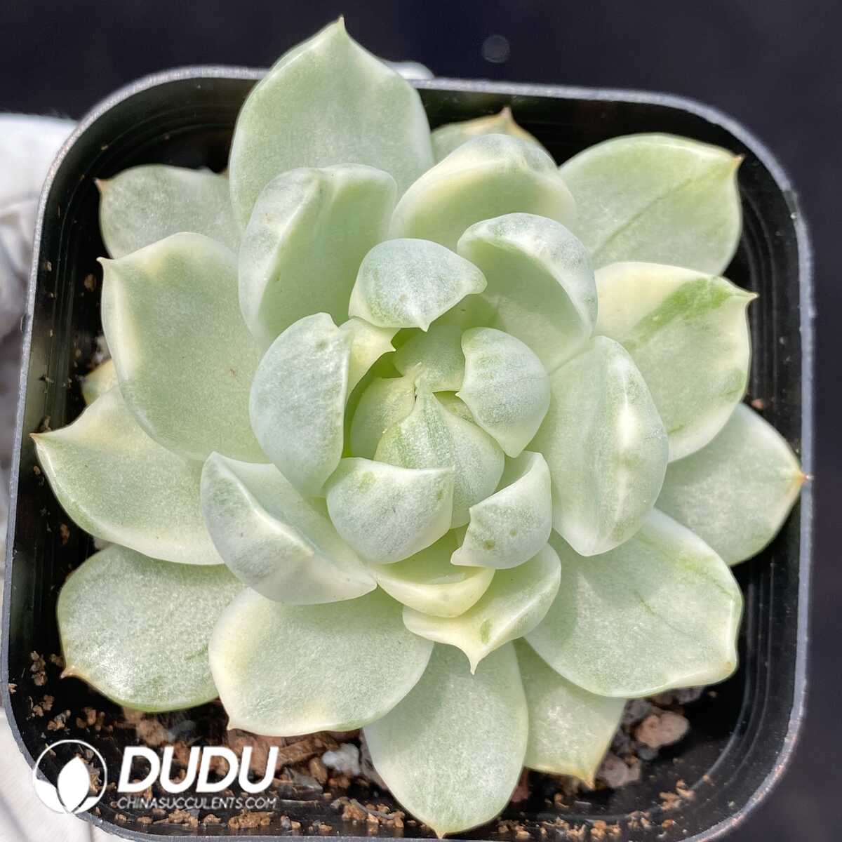 1753162451-e201.jpg Echeveria Queen Maria - Image 1