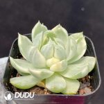 Echeveria Queen Maria - Image 2