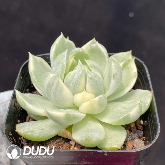 Echeveria Queen Maria - Image 2