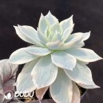 Echeveria subsessilis variegated - Image 2
