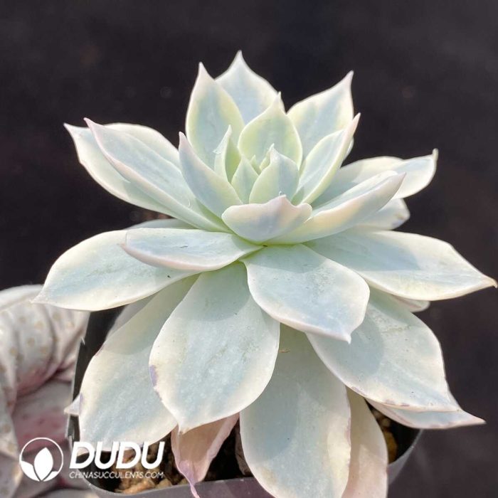 Echeveria subsessilis variegated - Image 2