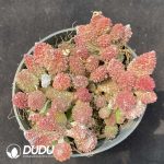 Adromischus Daye Shuti Old Stem