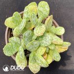 Adromischus Butter Fruit Old Stem