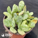 Adromischus Butter Fruit Old Stem - Image 2