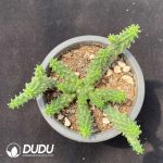 Euphorbia inermis Mill.