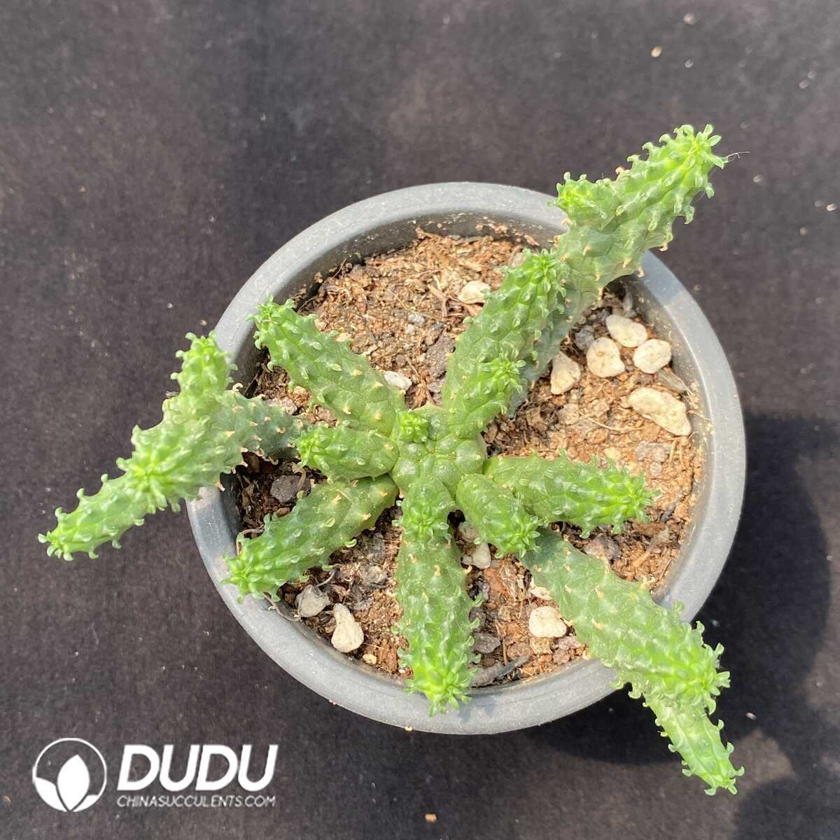 1753162503-e201.jpg Euphorbia inermis Mill. - Image 1